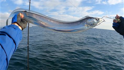 銀色的魚|タチウオ、銀色に輝く美しき海の刀剣 